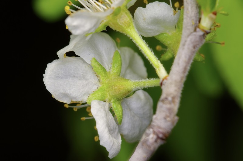 Murray's Plum photo 3