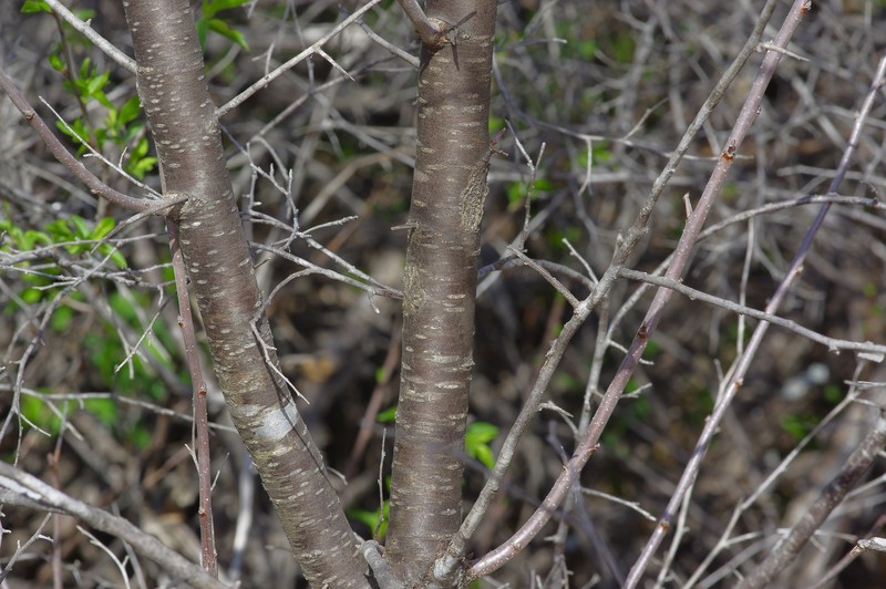 Murray's Plum photo 6