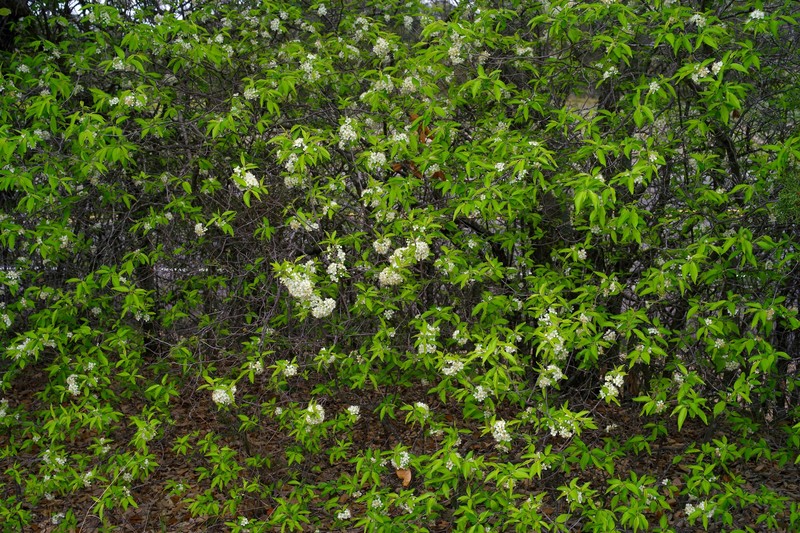 Murray's Plum photo 8
