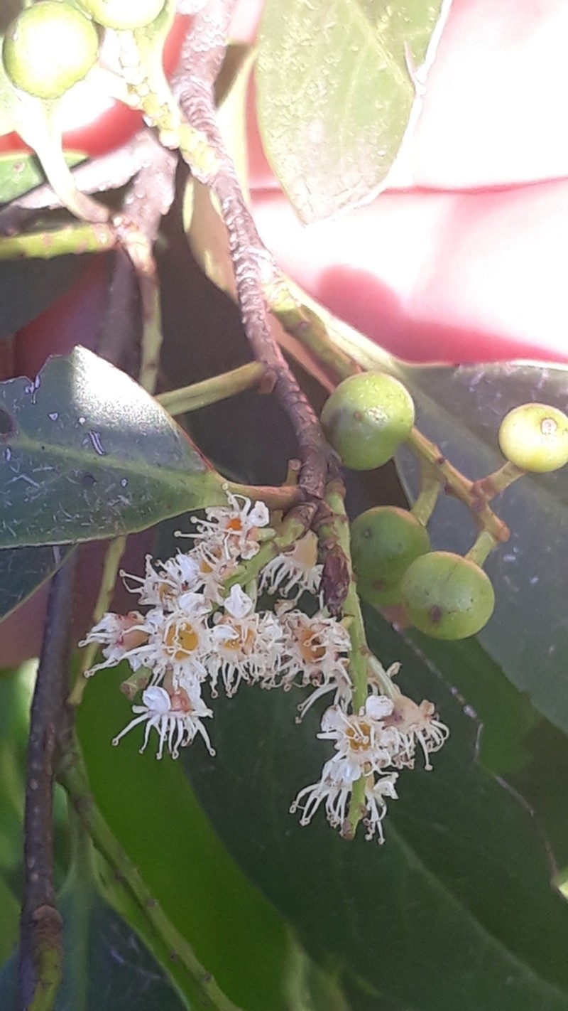 West Indian Cherry photo 3