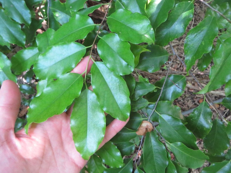 West Indian Cherry photo 4