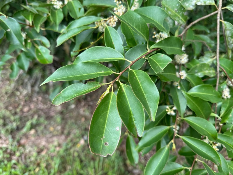 West Indian Cherry photo 6