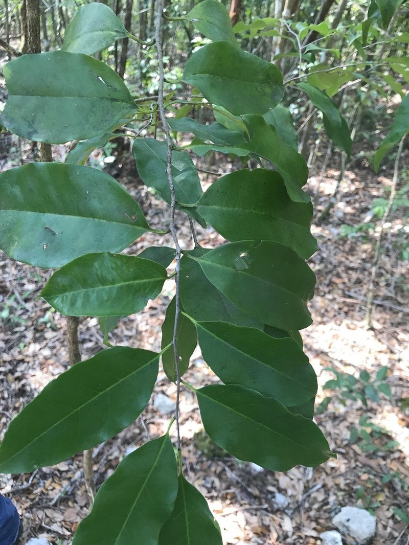 West Indian Cherry photo 7