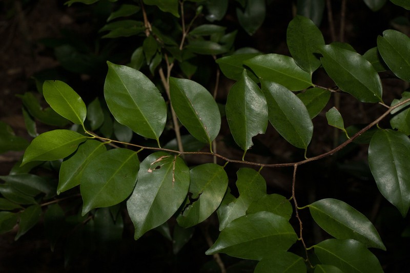 Antilles Cherry photo 4