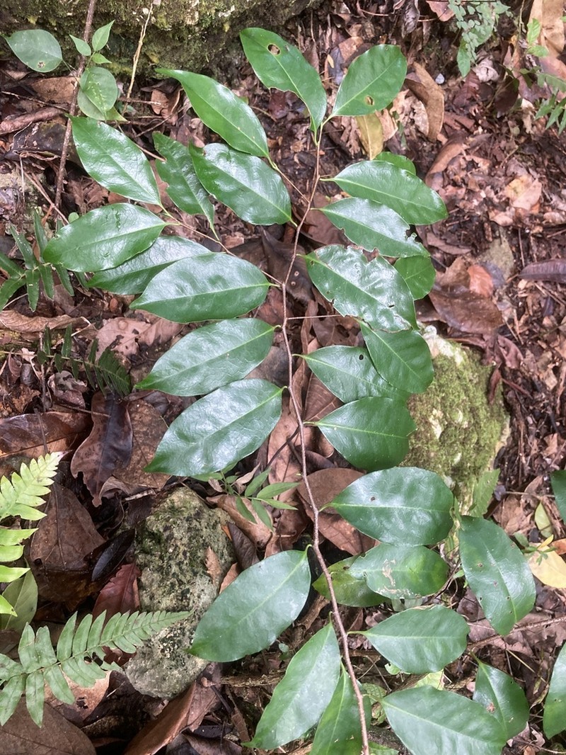 Antilles Cherry photo 7