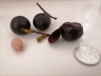 Prunus napaulensis