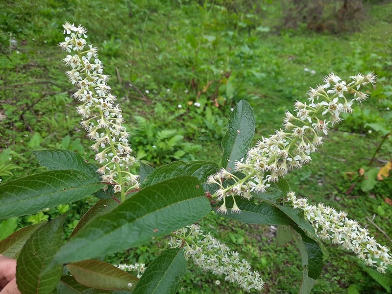 Prunus napaulensis photo 2