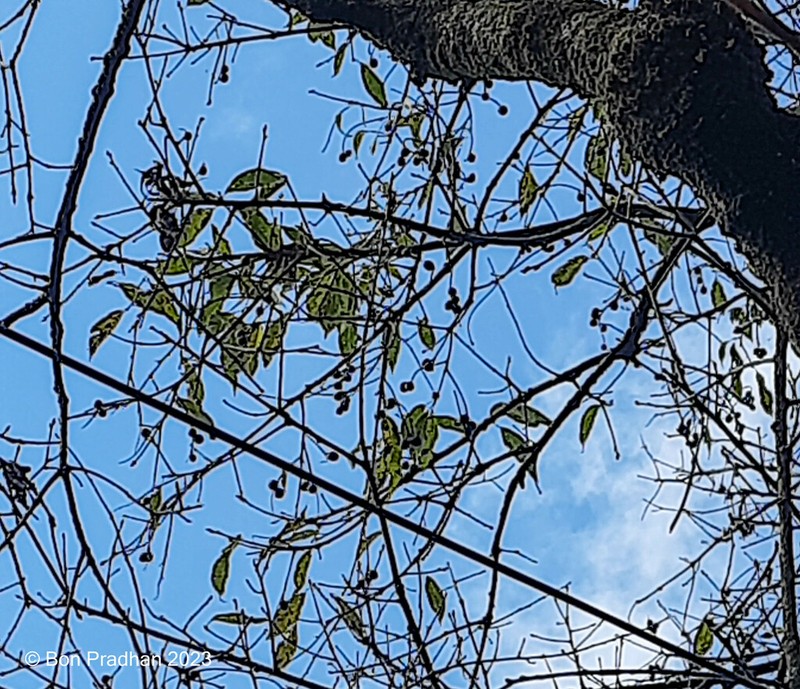 Prunus napaulensis photo 3