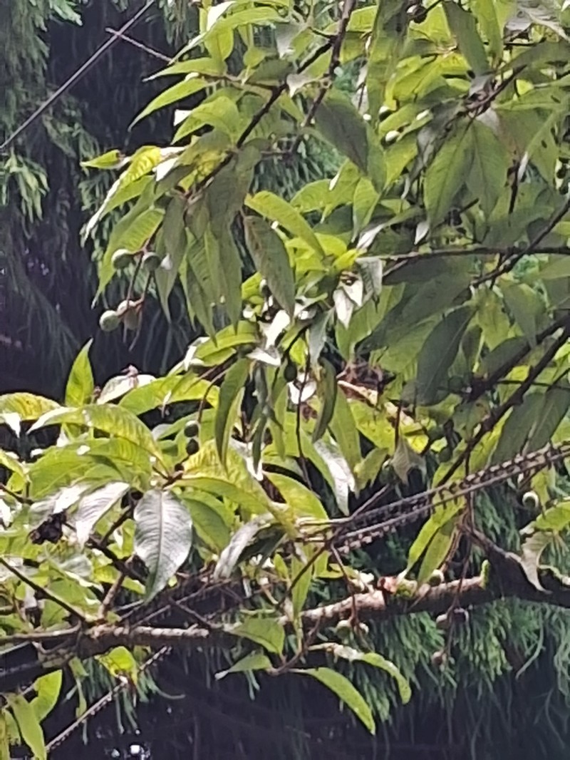 Prunus napaulensis photo 4