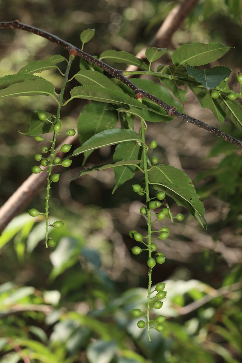 Prunus napaulensis photo 5