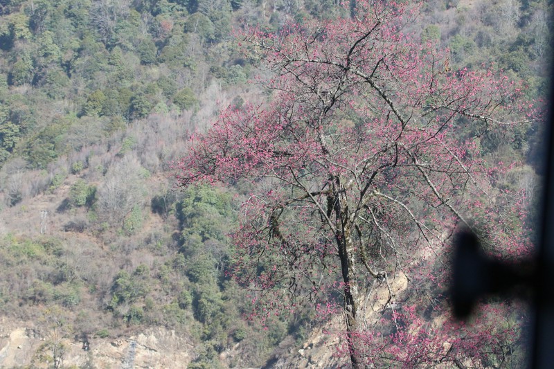 Prunus napaulensis photo 6