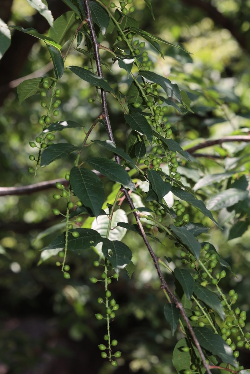 Prunus napaulensis photo 7