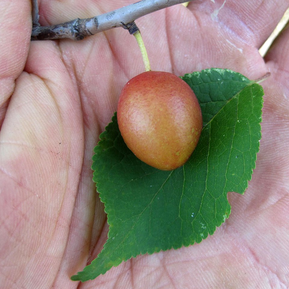 Canadian Plum photo 5