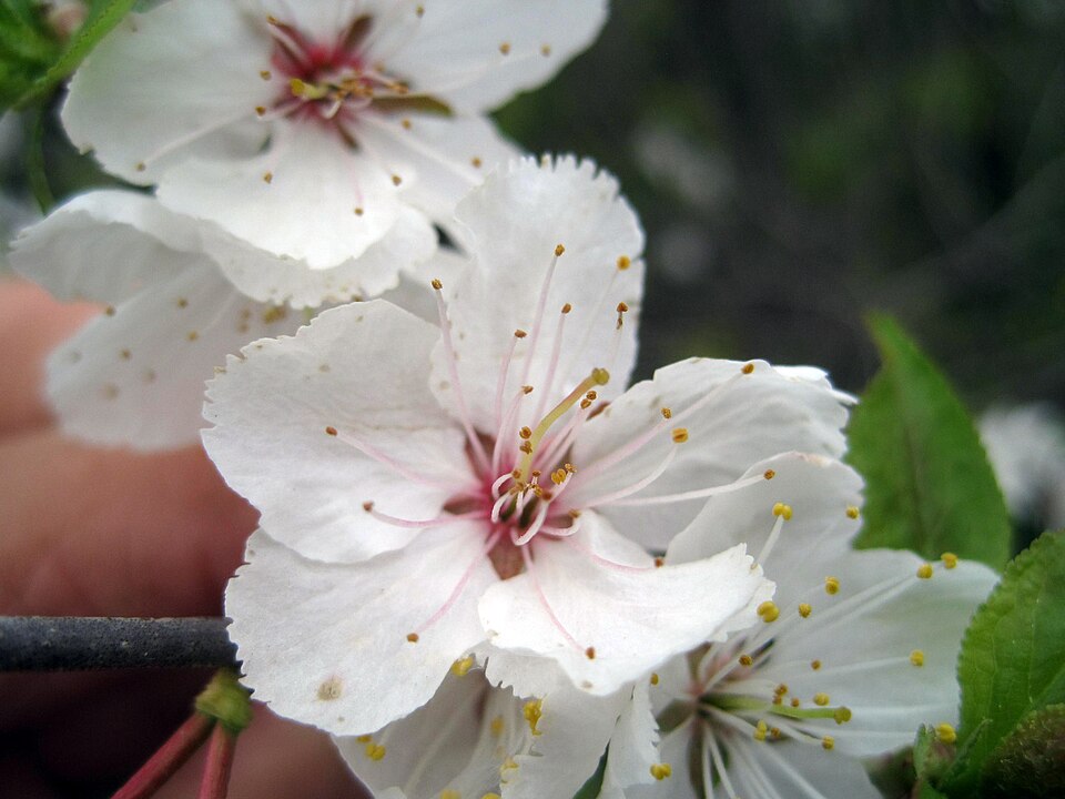 Canadian Plum photo 6