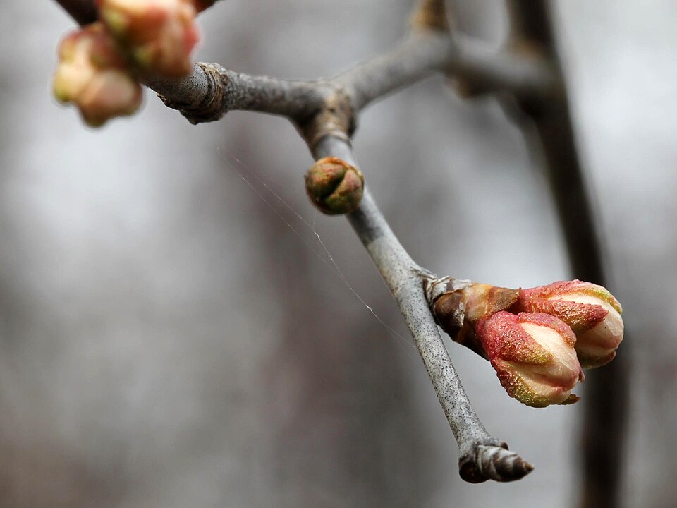 Canadian Plum photo 7