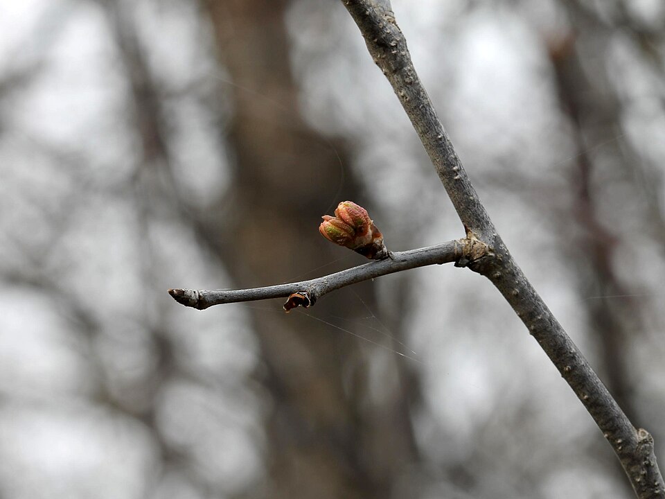 Canadian Plum photo 8