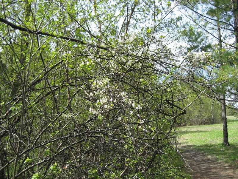 Canadian Plum photo 5