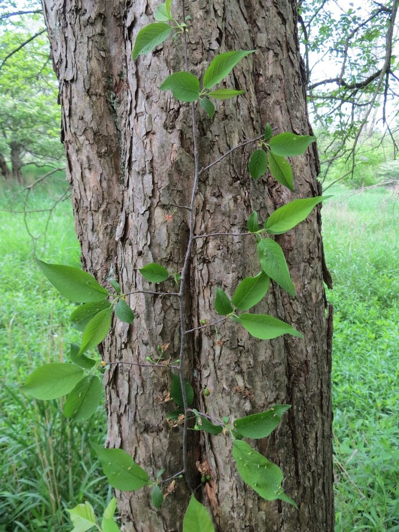 Canadian Plum photo 6