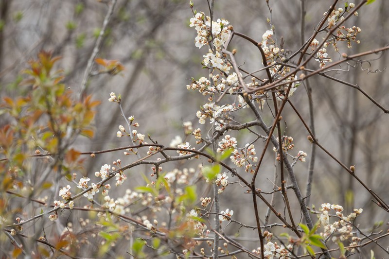 Canadian Plum photo 7
