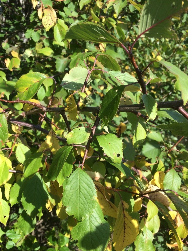 Canadian Plum photo 8