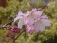 Prunus nipponica