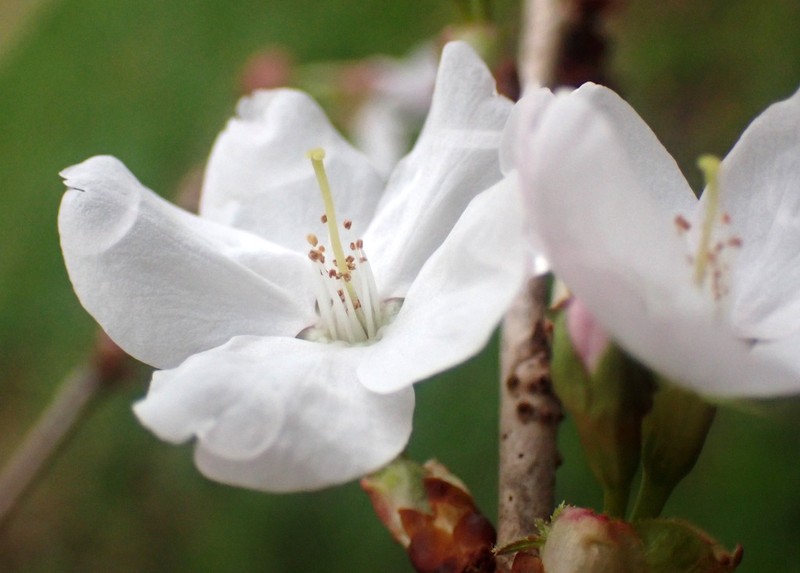 Prunus nipponica photo 2