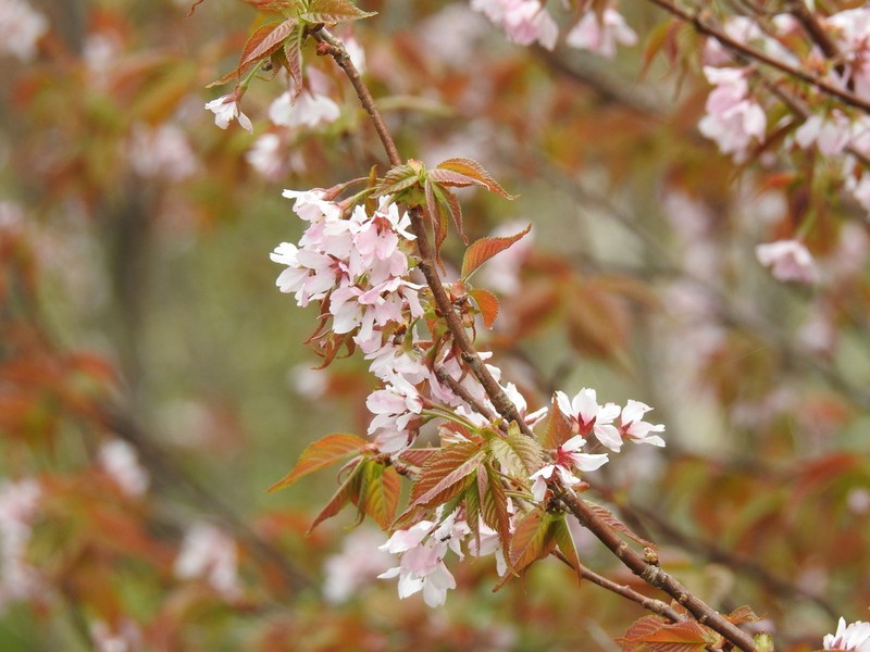 Prunus nipponica photo 3