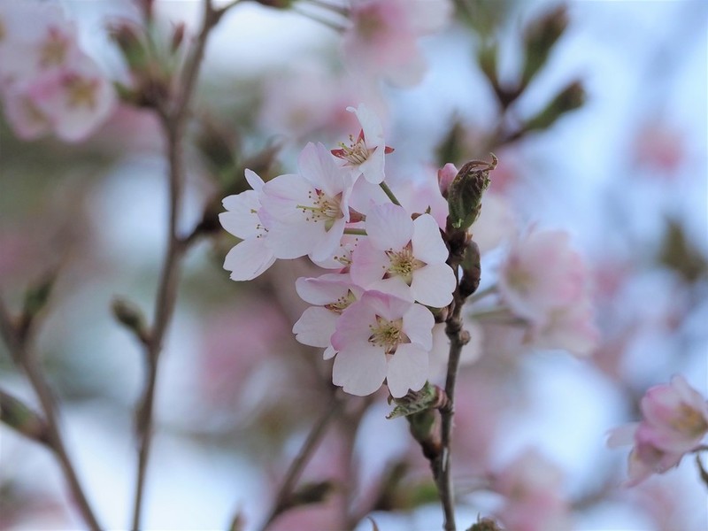 Prunus nipponica photo 4