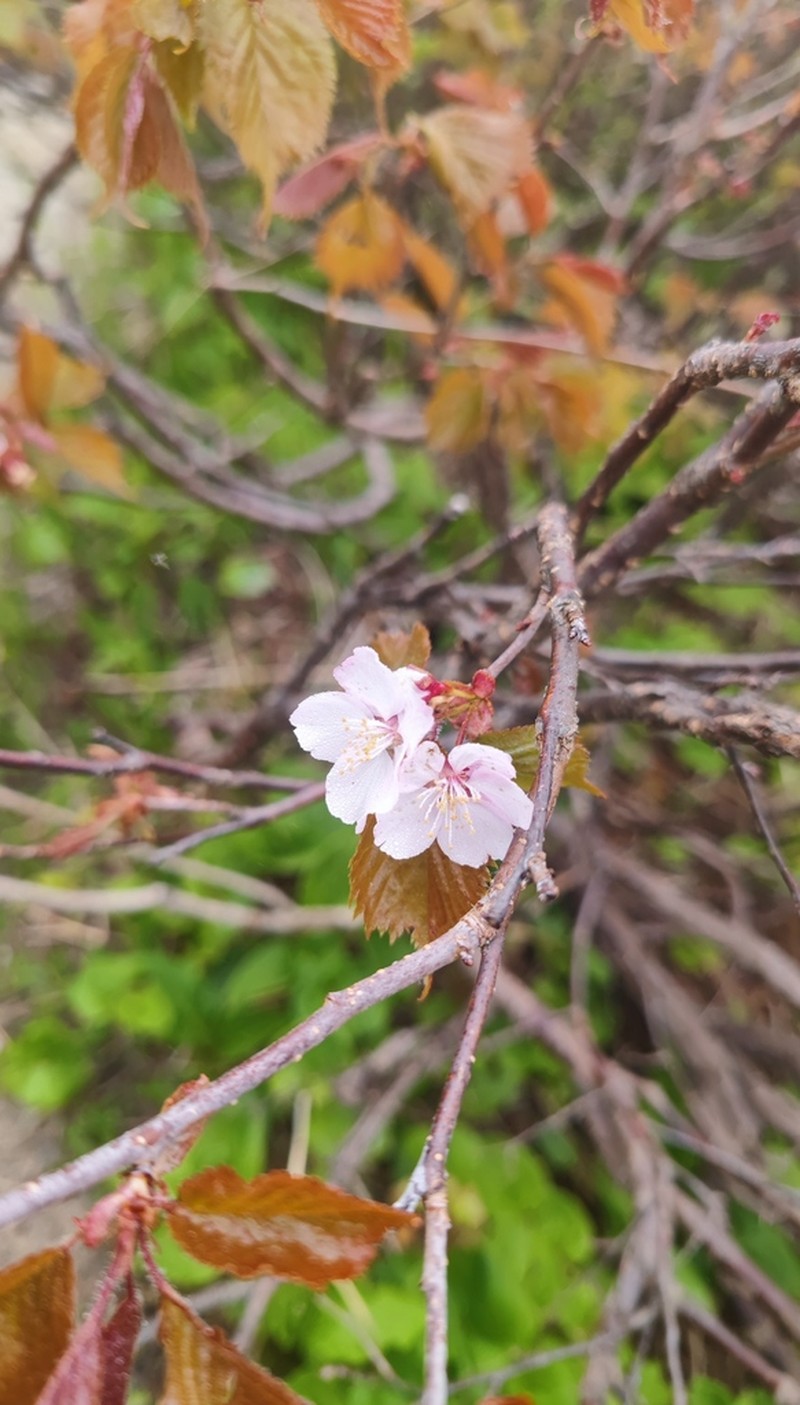 Prunus nipponica photo 5