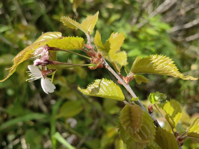 Prunus nipponica photo 6