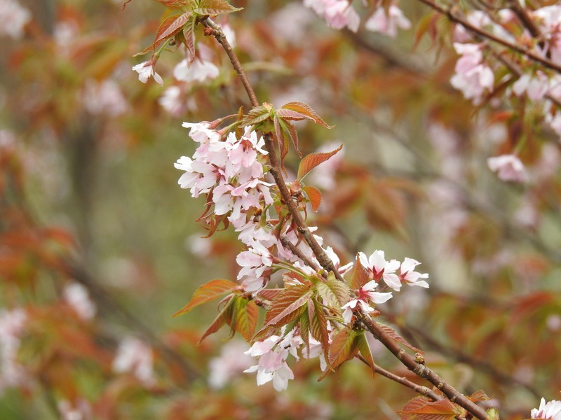 Prunus nipponica var. nipponica