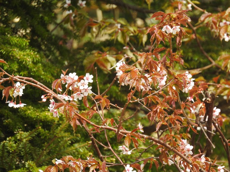 Prunus nipponica var. nipponica photo 2