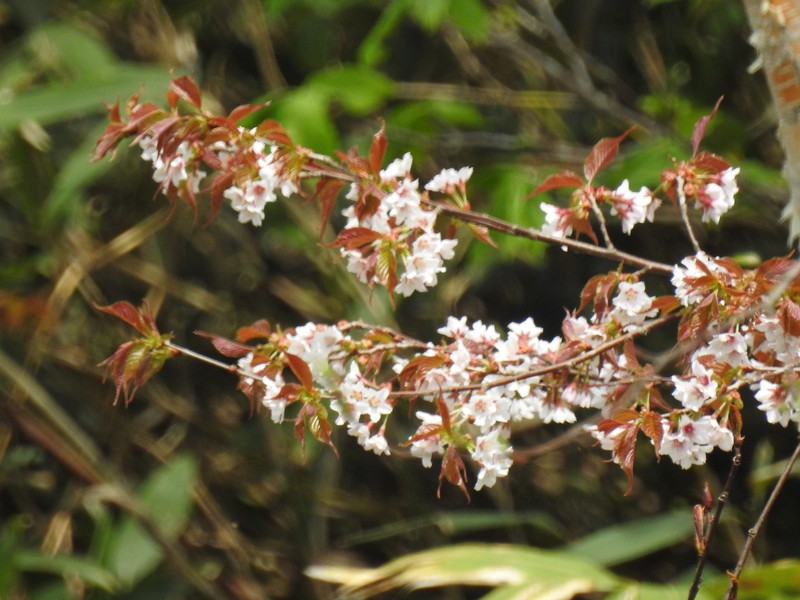 Prunus nipponica var. nipponica photo 3