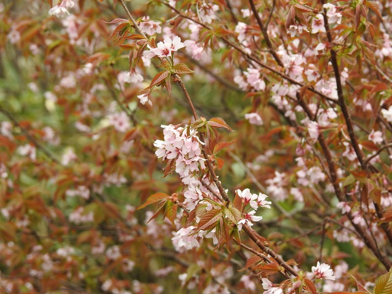 Prunus nipponica var. nipponica photo 4