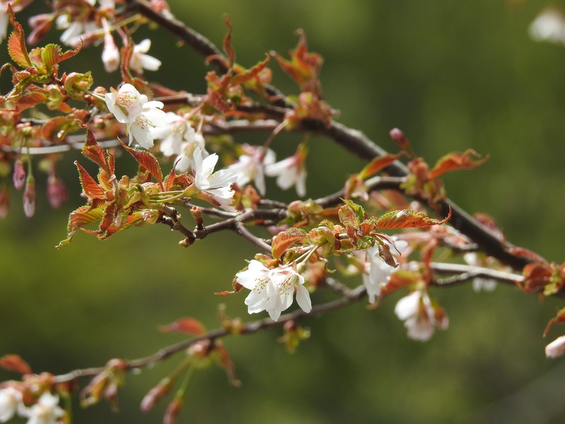 Prunus nipponica var. nipponica photo 5