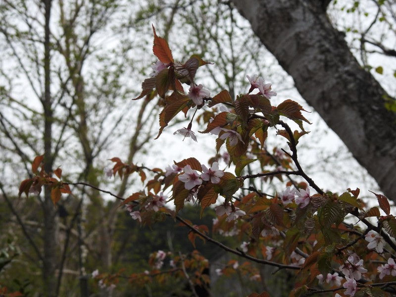 Prunus nipponica var. nipponica photo 6