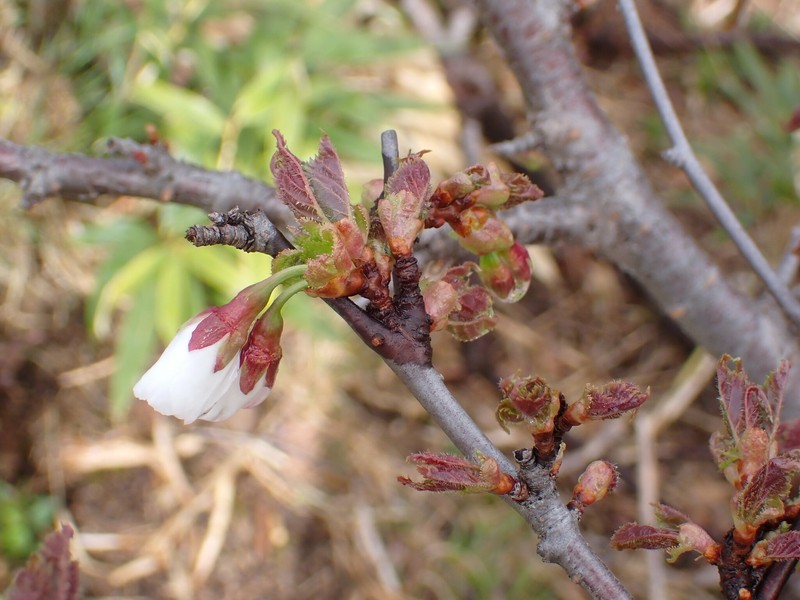 Prunus nipponica var. nipponica photo 7