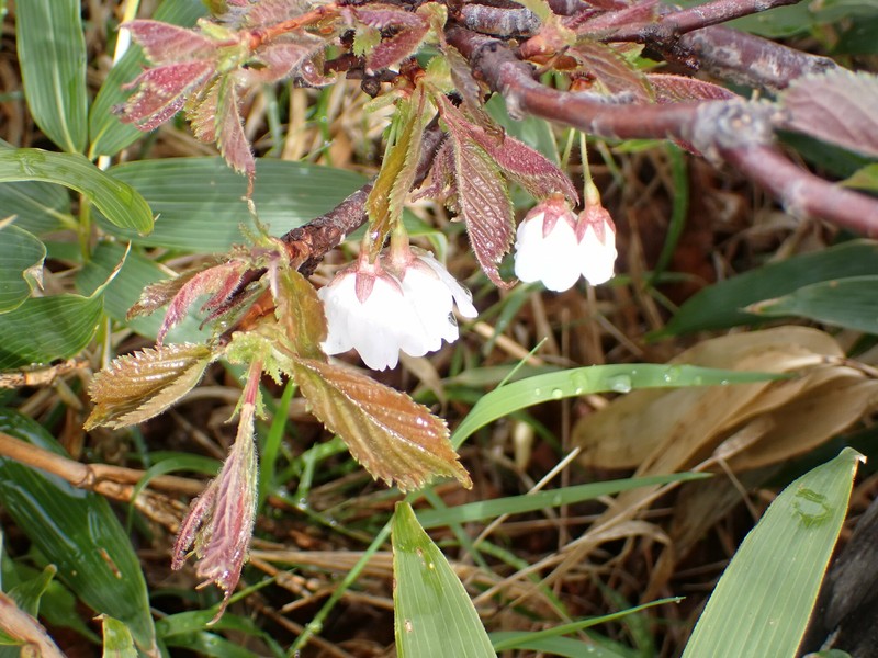 Prunus nipponica var. nipponica photo 8