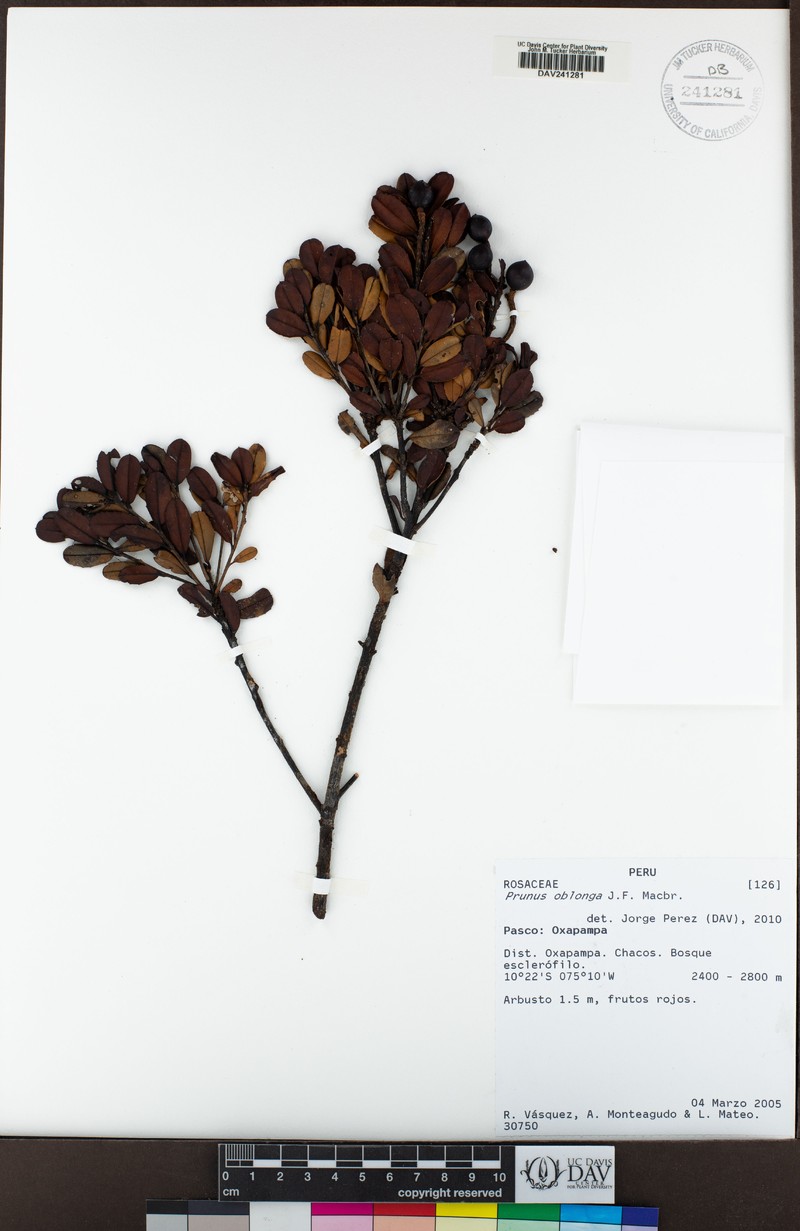 Prunus oblonga