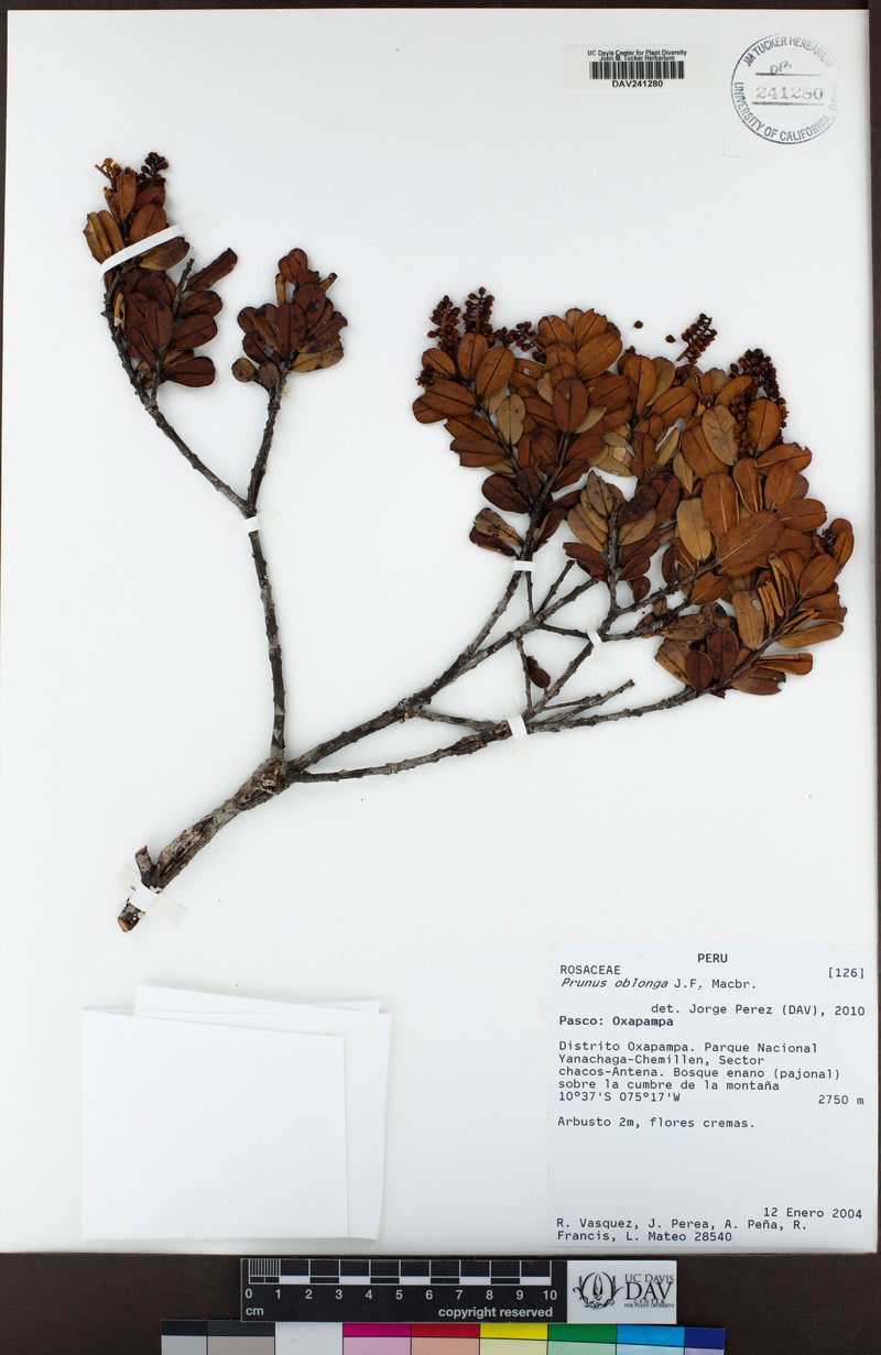 Prunus oblonga photo 2