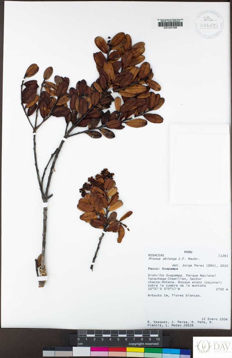 Prunus oblonga photo 3