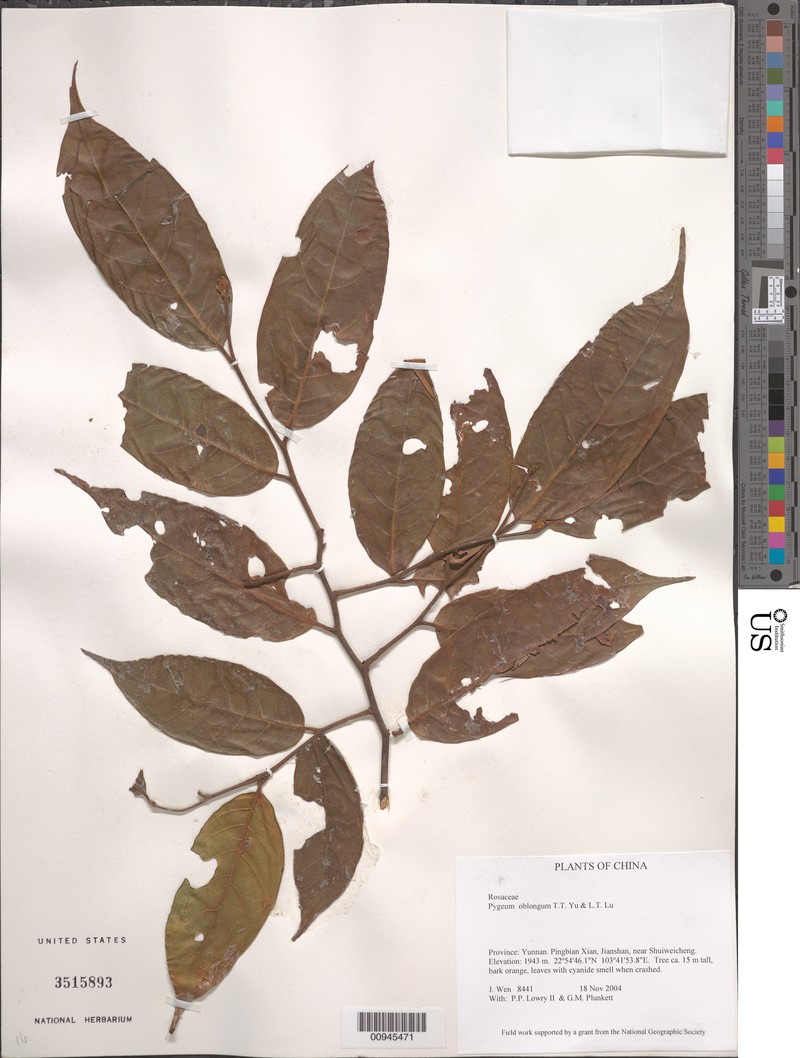 Prunus oblonga photo 4