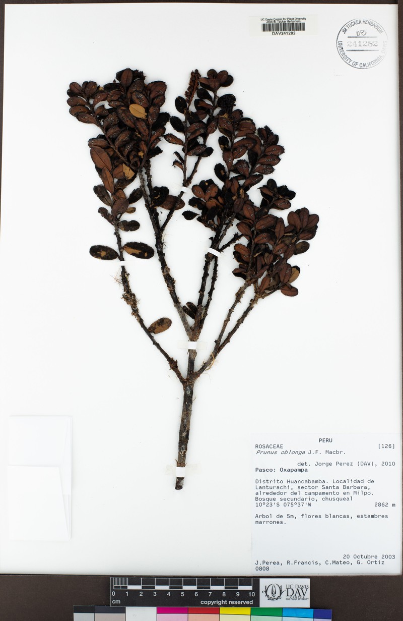 Prunus oblonga photo 5