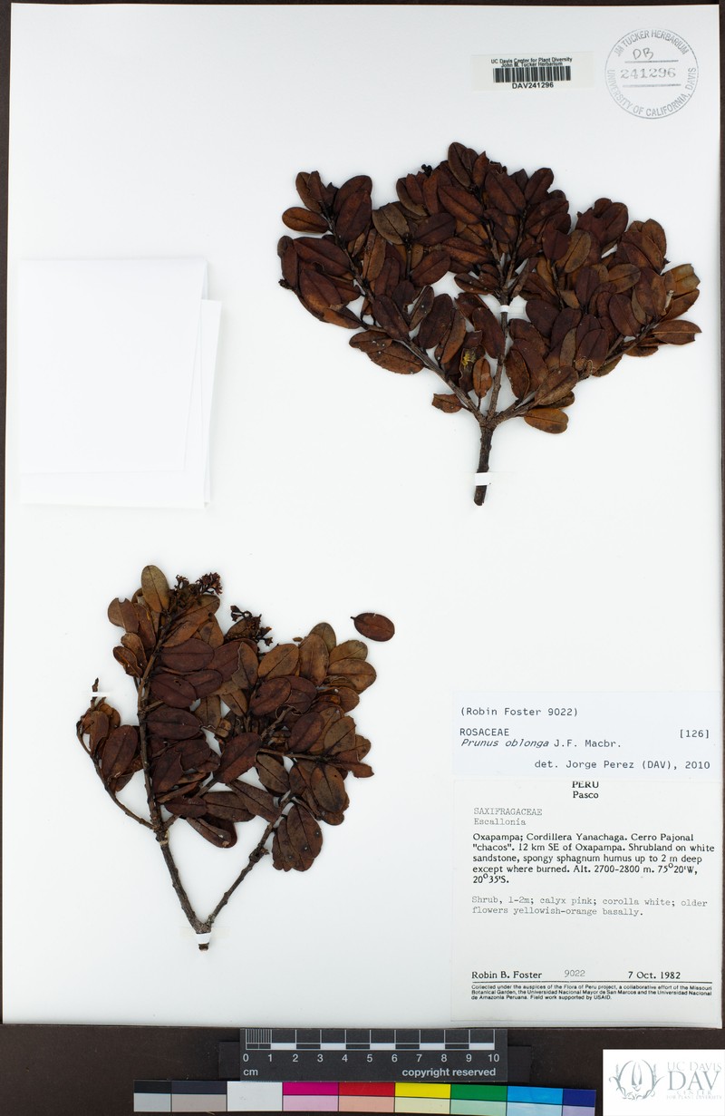 Prunus oblonga photo 6