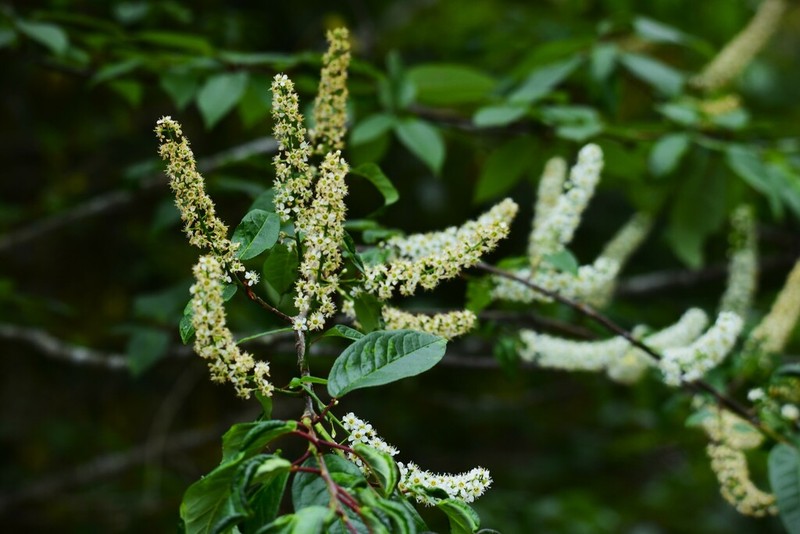 Prunus obtusata