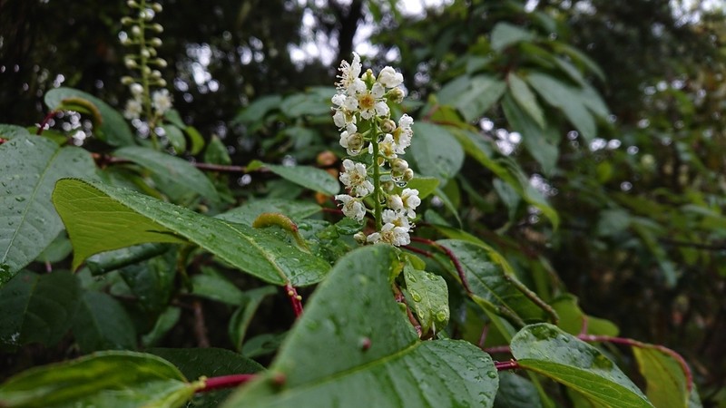 Prunus obtusata photo 2