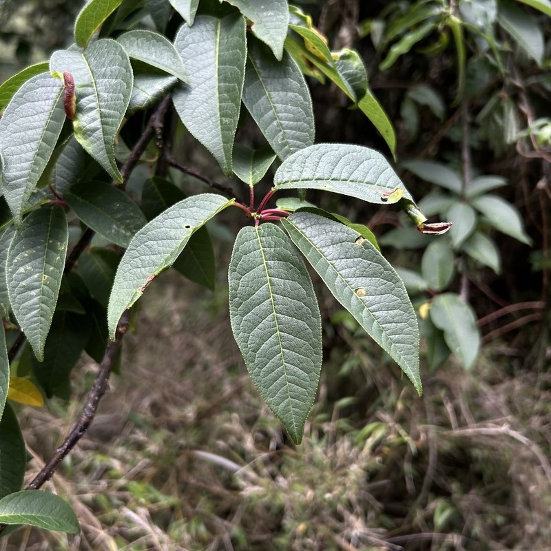 Prunus obtusata photo 3