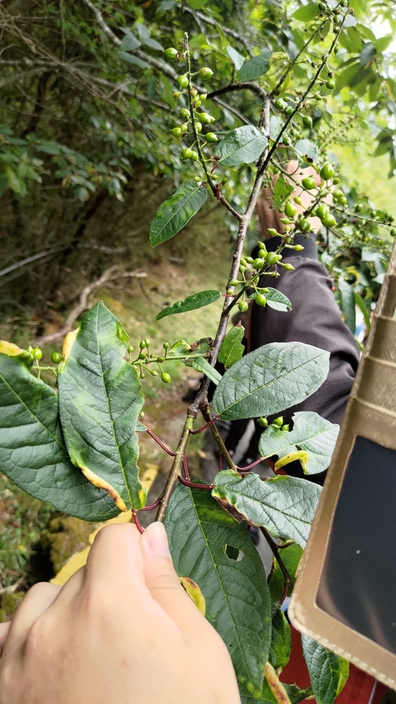 Prunus obtusata photo 4