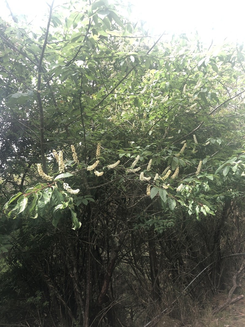 Prunus obtusata photo 5