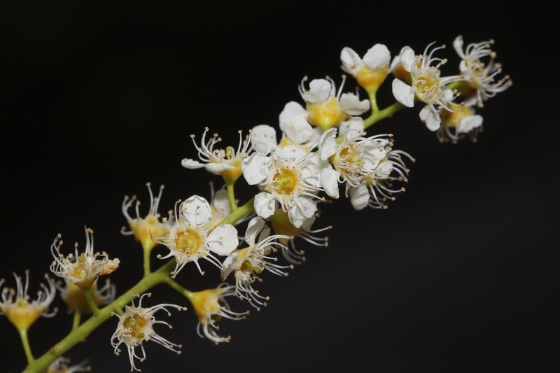 Prunus obtusata photo 6
